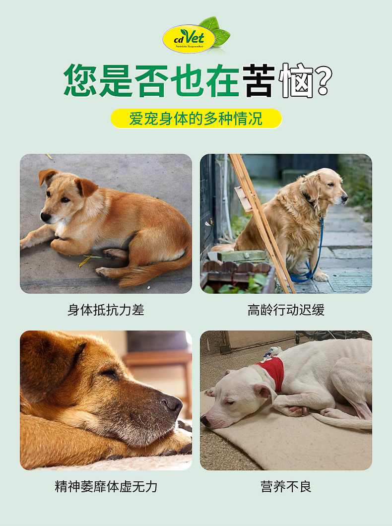 高齡犬營養(yǎng)粉_02.jpg